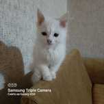 Отдам котят в хорошие
