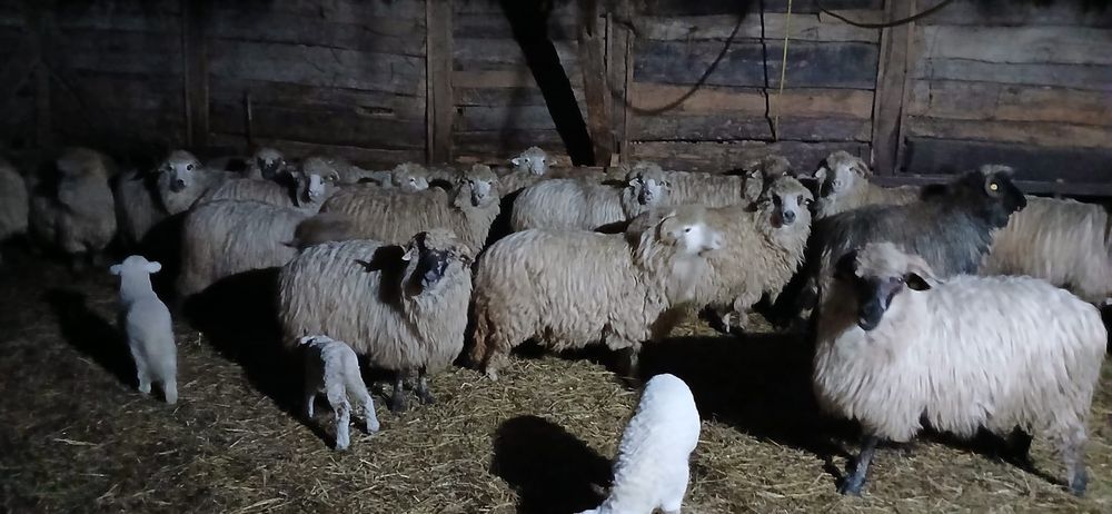 Vând 50 de oi cu miei