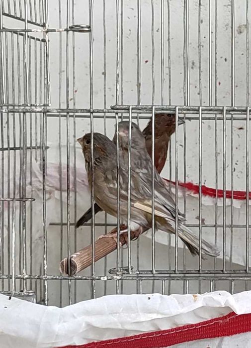 Последен женски и мъжки канари за Бургас