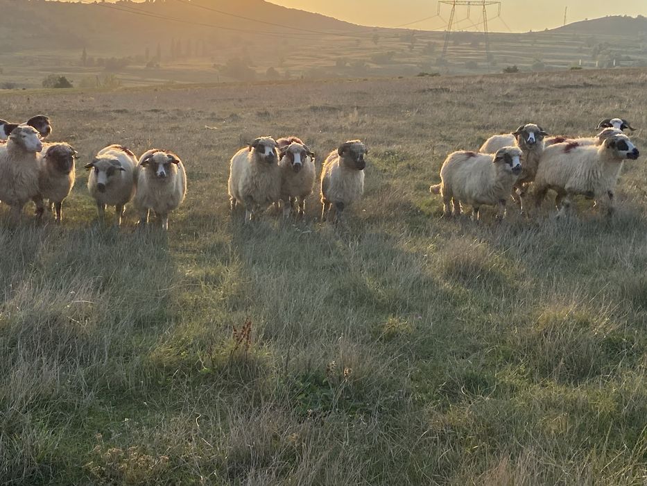 Oi tinere turcane de vânzare