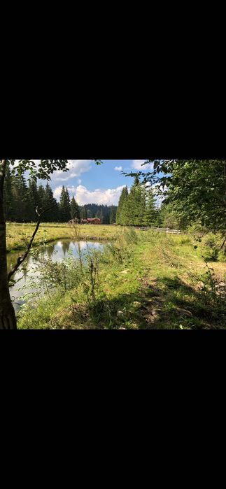 Teren de vis la munte Poiana Negri, lângă  pădure înconjurat de brazi