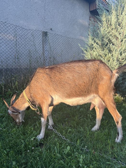 Capra Alpin cu Anglonubian