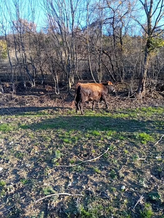 Три броя заплодени юници/ бременни в осми месец/.