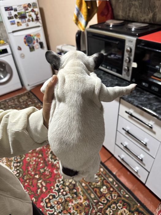 Щенки Французский бульдог