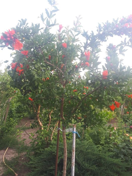 Rodiu Parfianka anul 2 la ghiveci