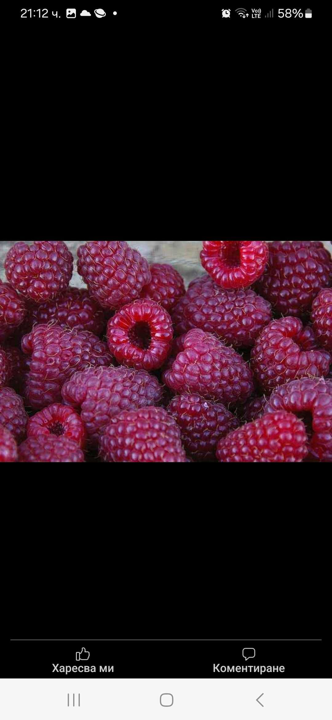 Продавам Разсад ягоди и малини