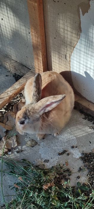 Куён сотилади ( Гигант чачишган )