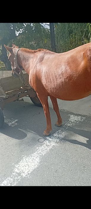 Vând sau schimb iapa gestanta