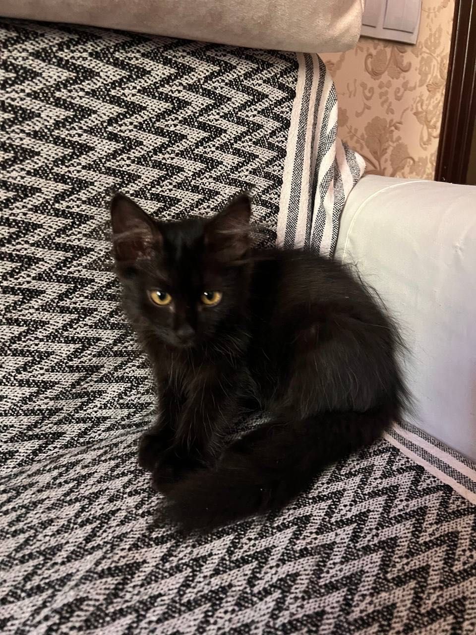 Котенок черный в добрые руки