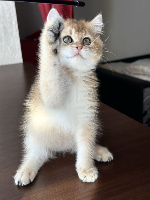 Baietel british shorthair golden superb ! Certificat pedigree !