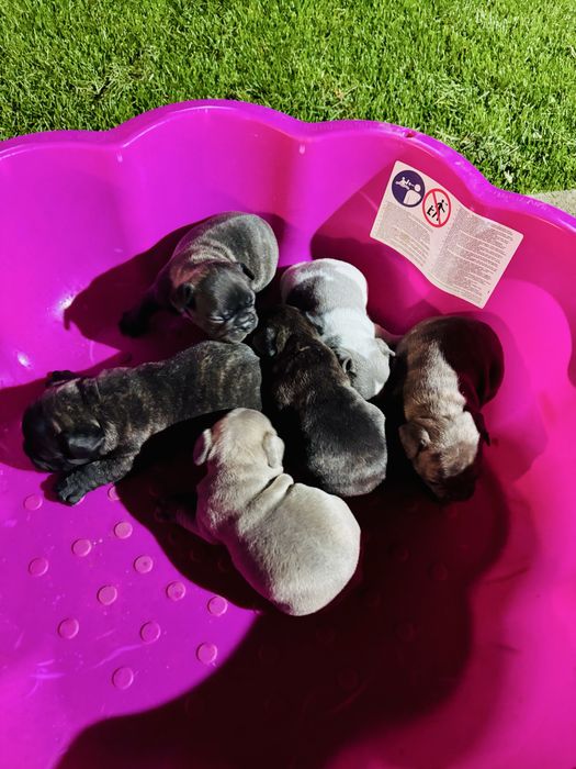 Френски булдог.