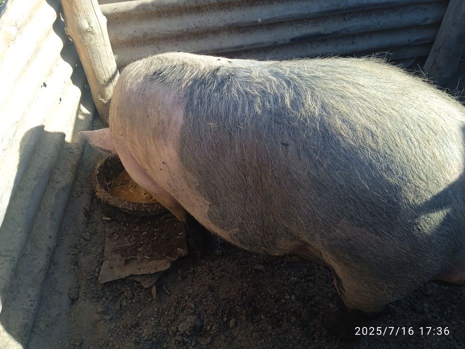 Кабан Шимкенский породистые