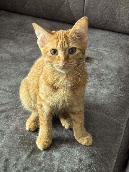 Котенок в добрые руки. Срочно