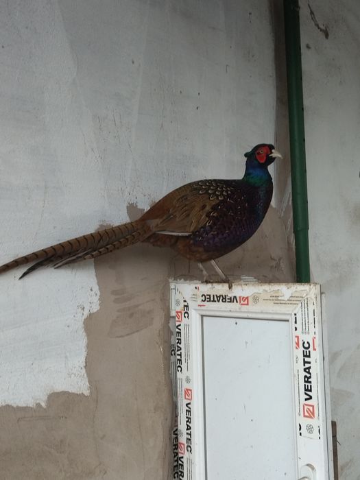 Masculi opal ochi albi și fazani