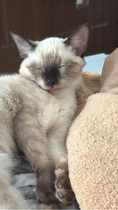 Pisica Siameza De adoptat