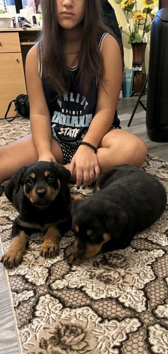 Продавам ротвайлери