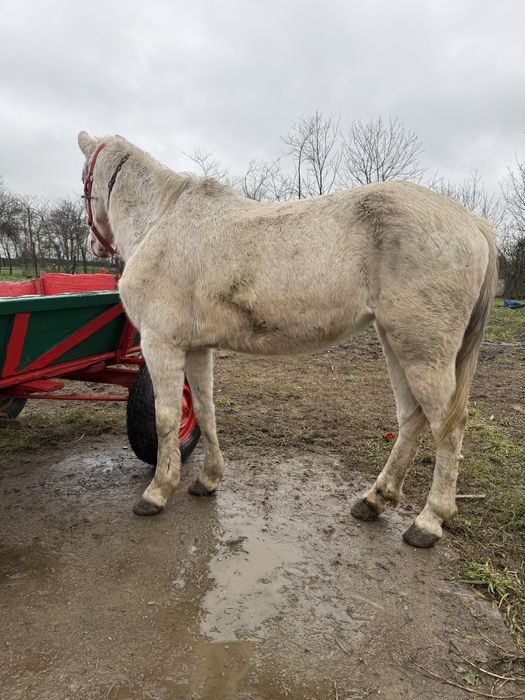 Iapa foarte cuminte și fără defecte