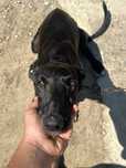 Animal de companie