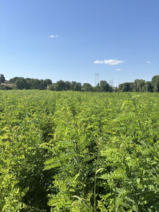 Vand puieti forestieri