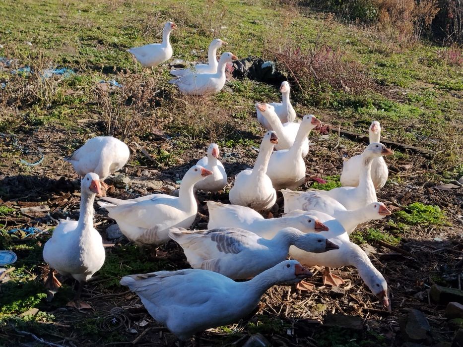 Gâște de vânzare
