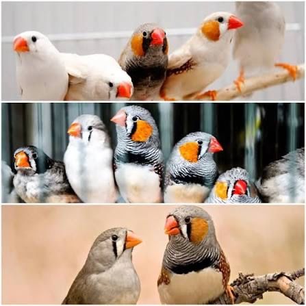 Продам зебровых амадин