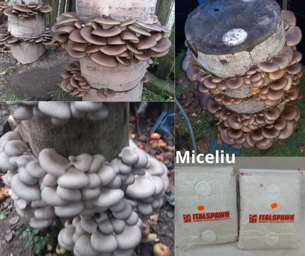 Miceliu pt. Pleurotus (burete de fag)