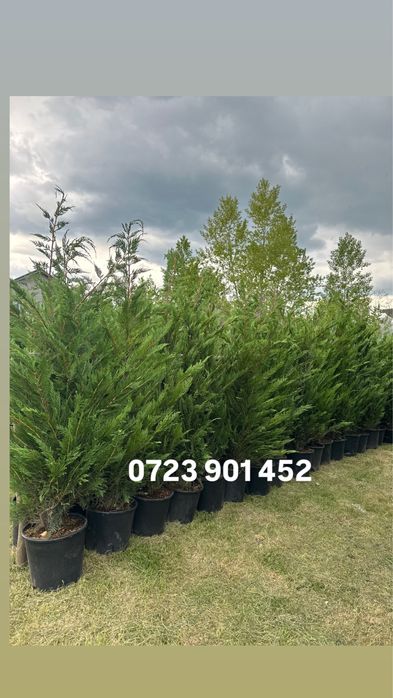 Plante ornamentale de diferite varietatii