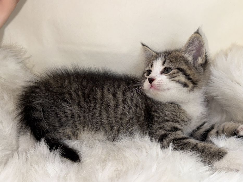 продается кошка 1 месячная