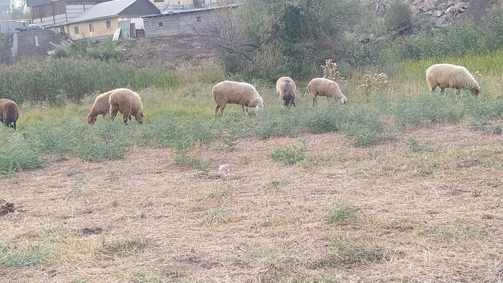 Продаю барашки жирный хороший барашки