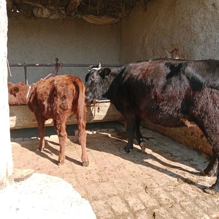 Ona bola sotiladi yeb ichishi zoʻr ichi bugʻoz 3oylik