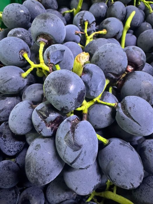 Vând struguri masă/vin