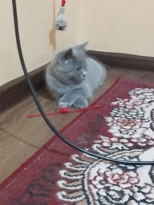 Mushukcha streyt sotiladi.