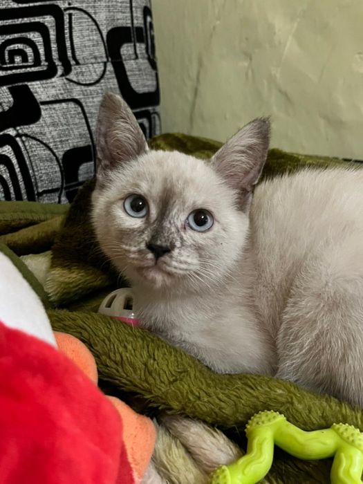 Кошечку в добрые руки!