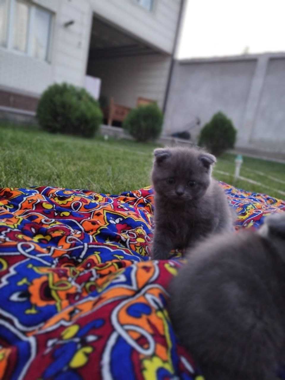 Продаются чистокровные котята породы скоттиш-фолд и скоттиш-страйт