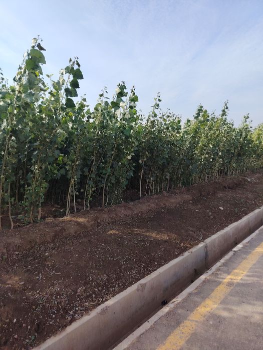 Терак кучатлари сотилади