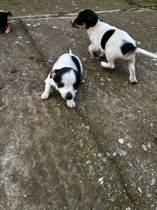 Подарявам кученца