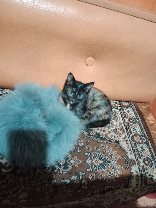 Отдаём кошечку в хорошие руки