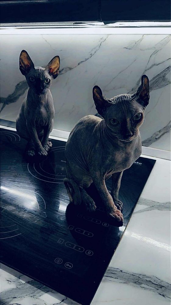 Котки Сфинкс 2бр женски