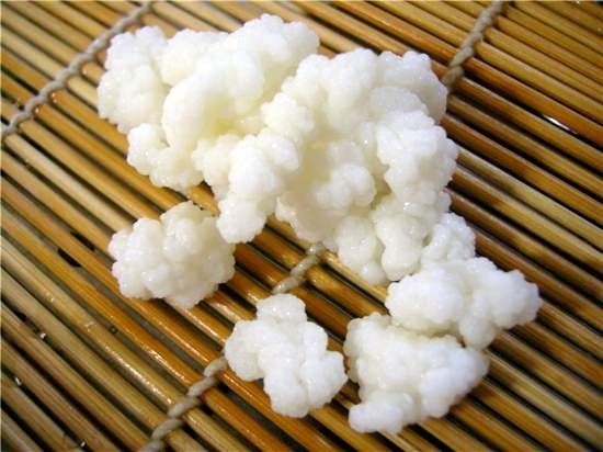 Молочный тибетский гриб