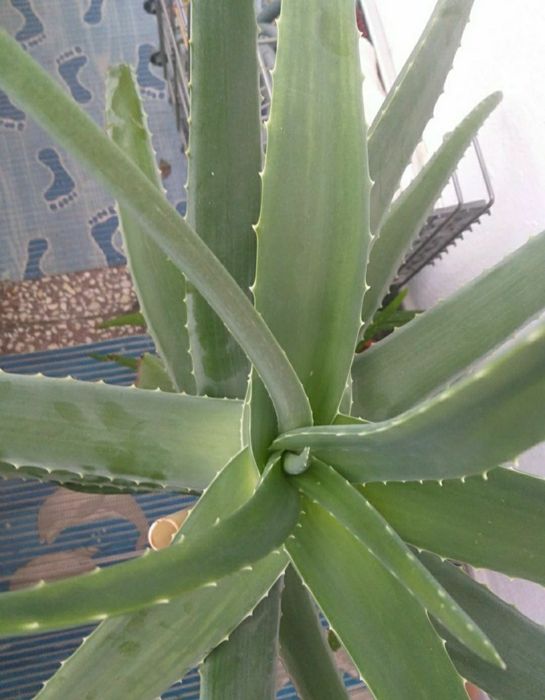 Frunza de Aloe Barba Demisia