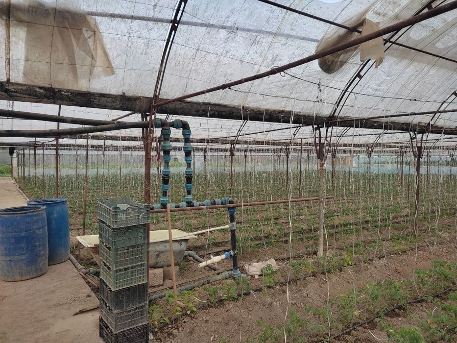 Продам работающую теплицу 1 га. Готовый бизнес.