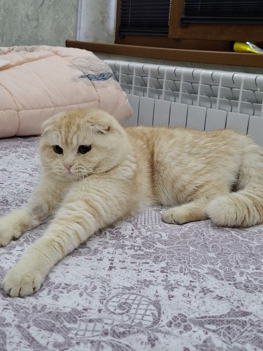 Вязка котов бесплатно