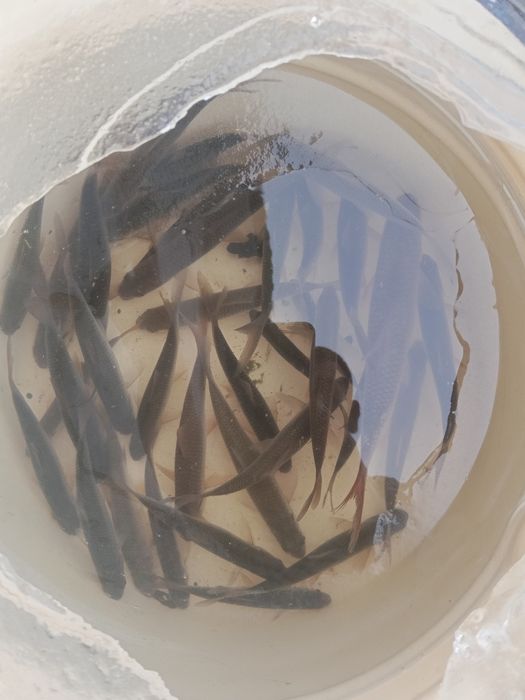 Продается живец (Малек)