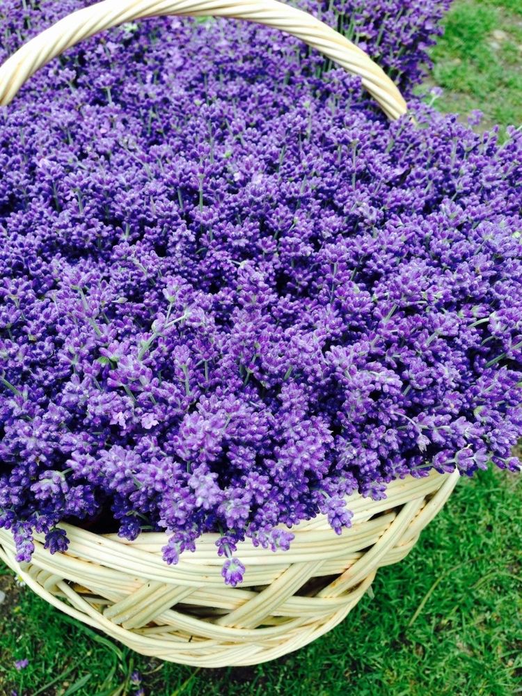 Buchete lavanda cultura proprie