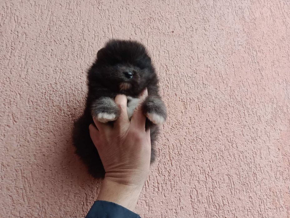 Померани. Мъжки и женски.Реални снимки !