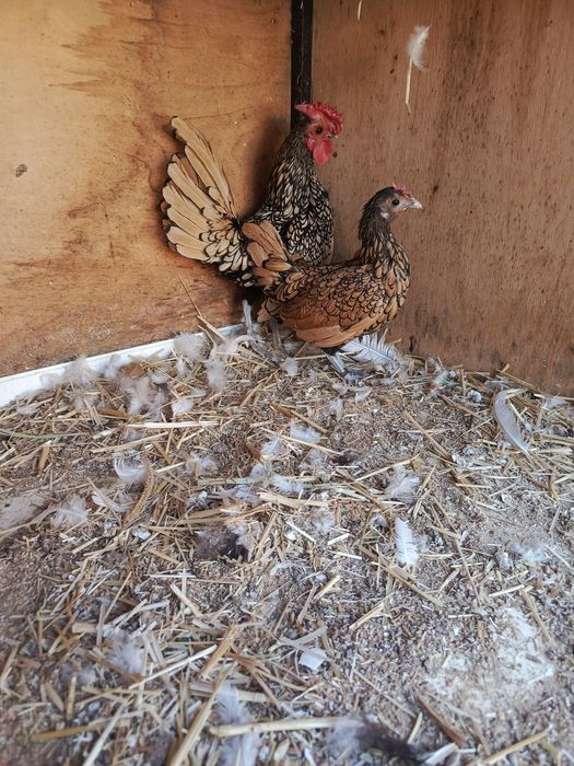 Себрайт лимон сотилади