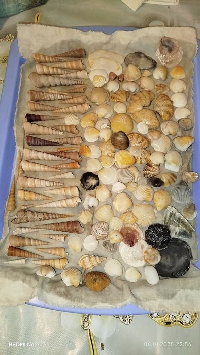 Ракушки маленькие и средние