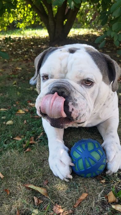 DONEZ Bulldog Englez