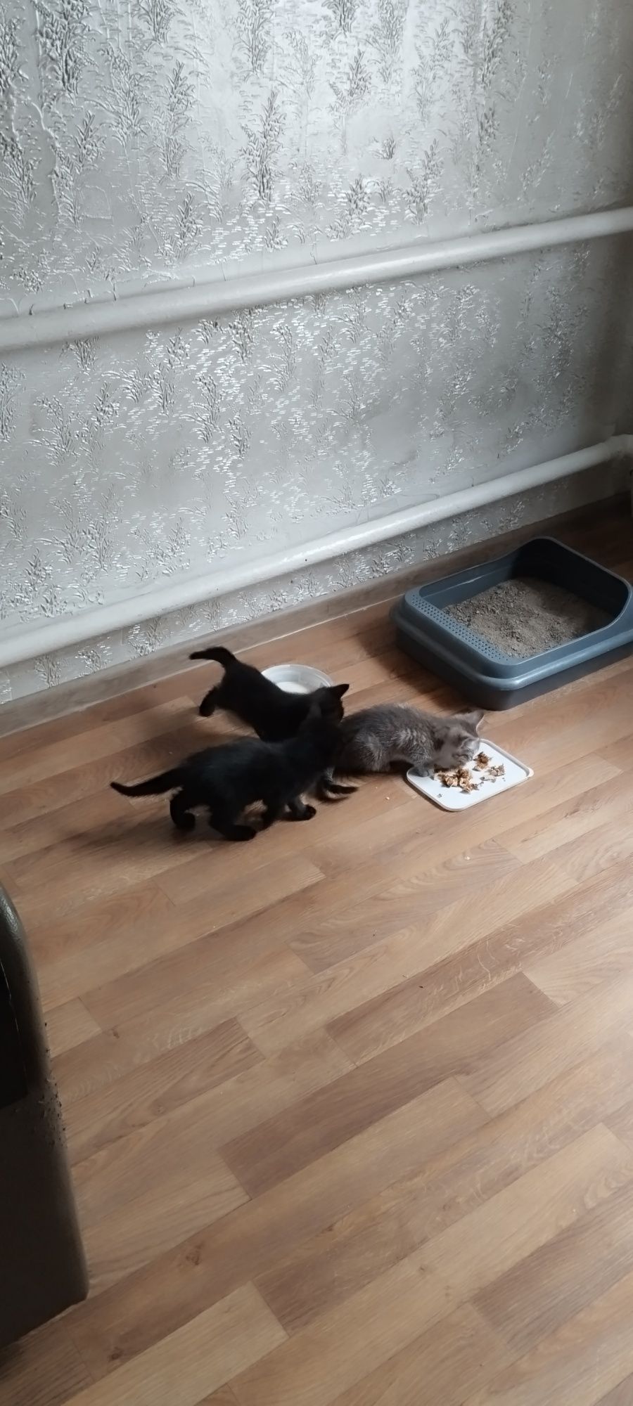 Отдам котят в добрые руки есть доставка