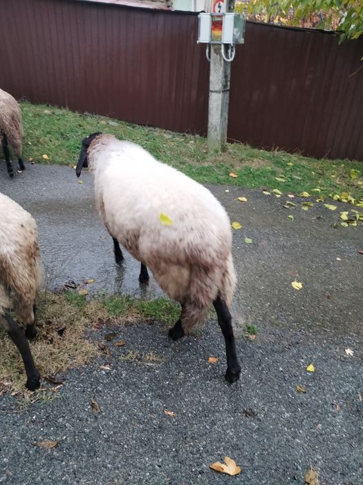 Vând Berbec Cărăbaș sârbesc